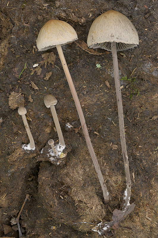 Panaeolus papilionaceus